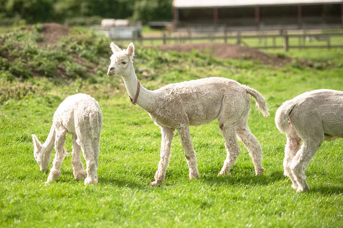 Plan a Visit Hogshaw Farm & Wildlife Park