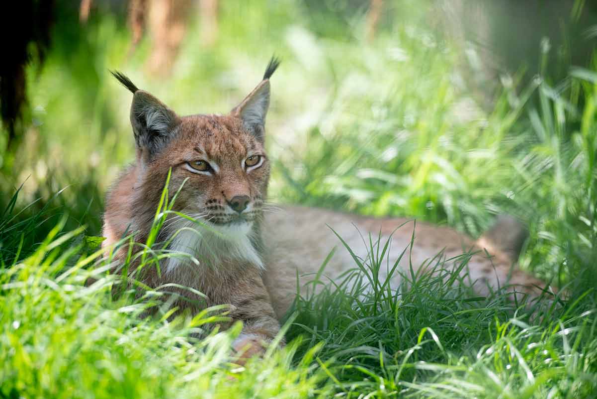 Animal Experiences | Hogshaw Farm & Wildlife Park