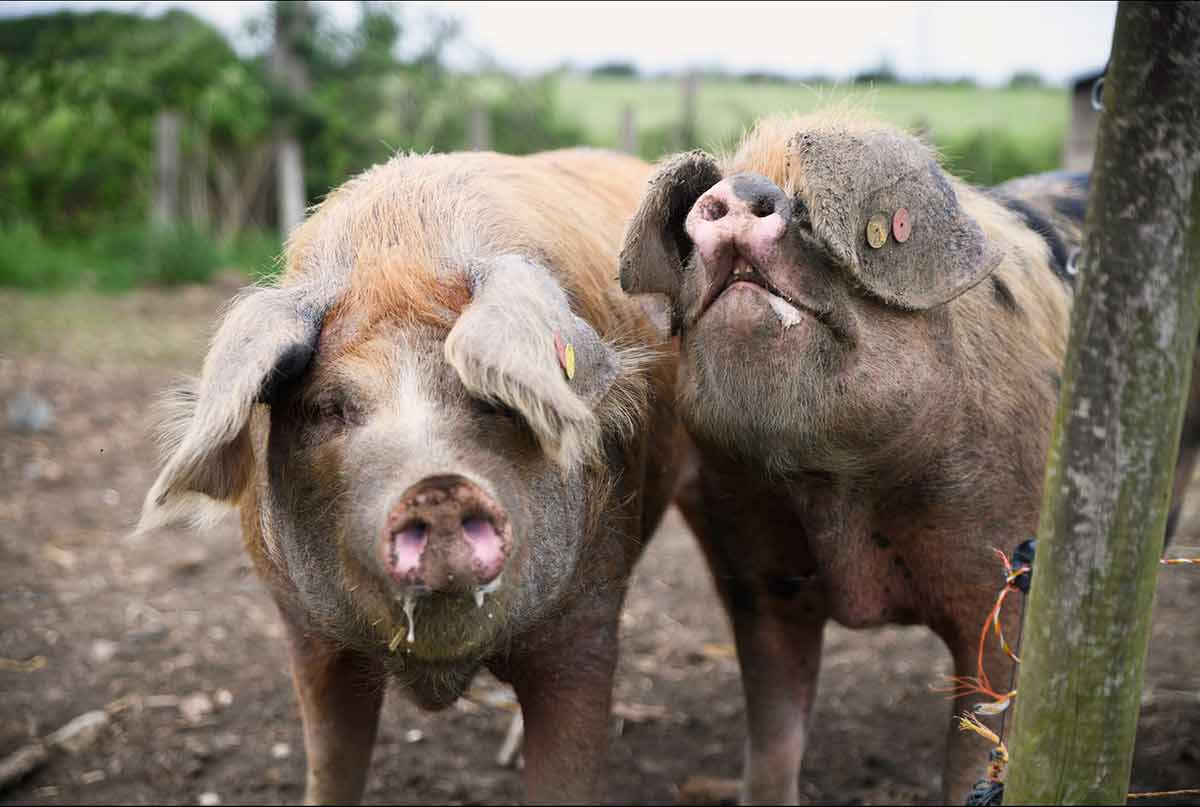 Hogshaw Farm & Wildlife Park 