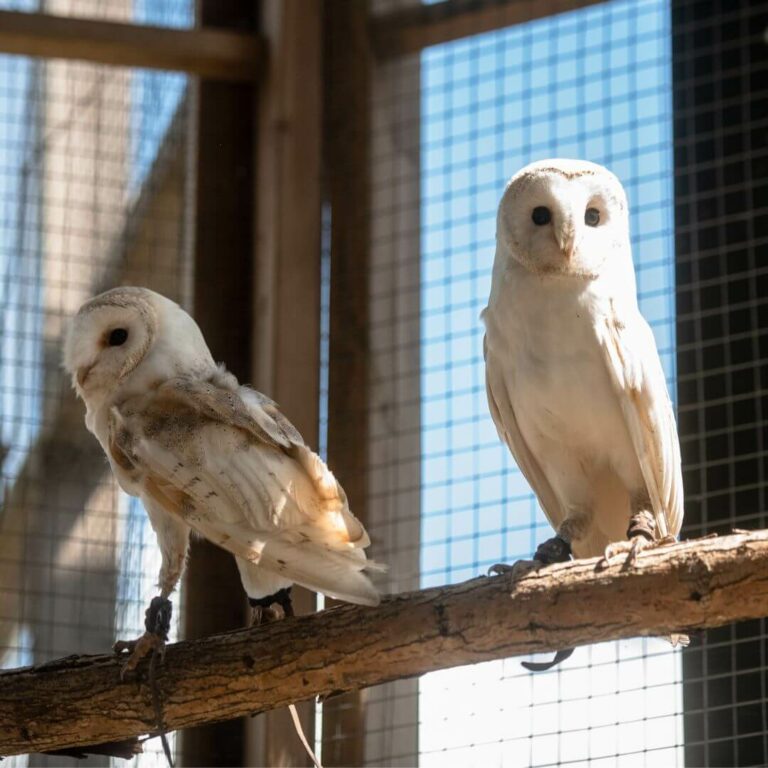 Live bird show with barn owls