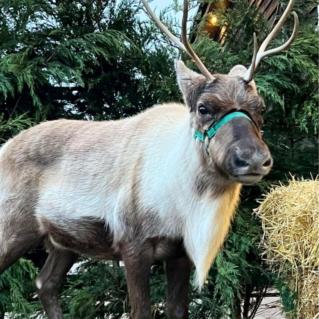 Photo of a reindeer at Hogshaw Farm & Wildlife Park