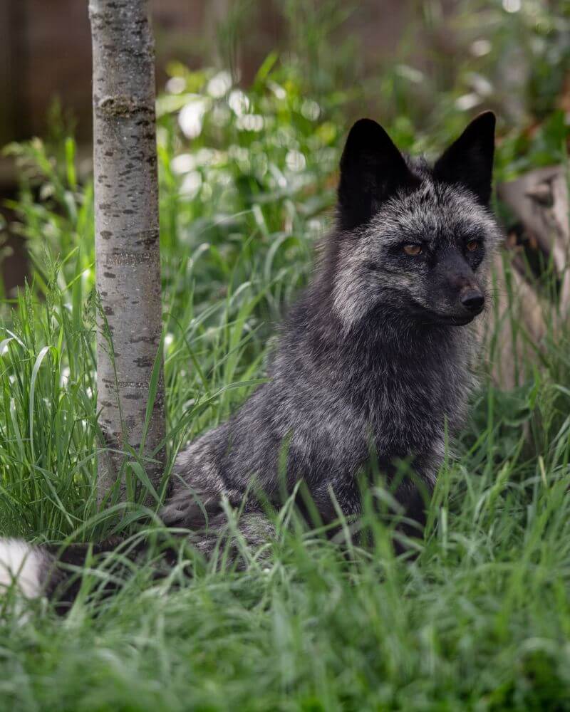 Private animal encounter with Silver Fox - image of a silver fox in a grassy habitat