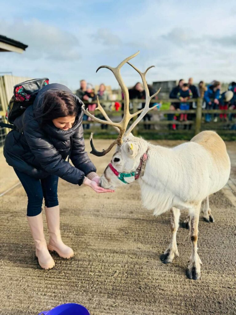 Private reindeer encounter - photo of a women feeding a pale cream reindeer from her hands