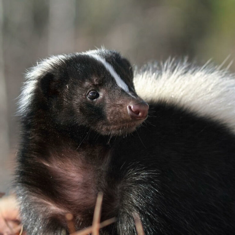 Photo of a skunk for Animal Encounters Week at Hogshaw Farm & Wildlife Park