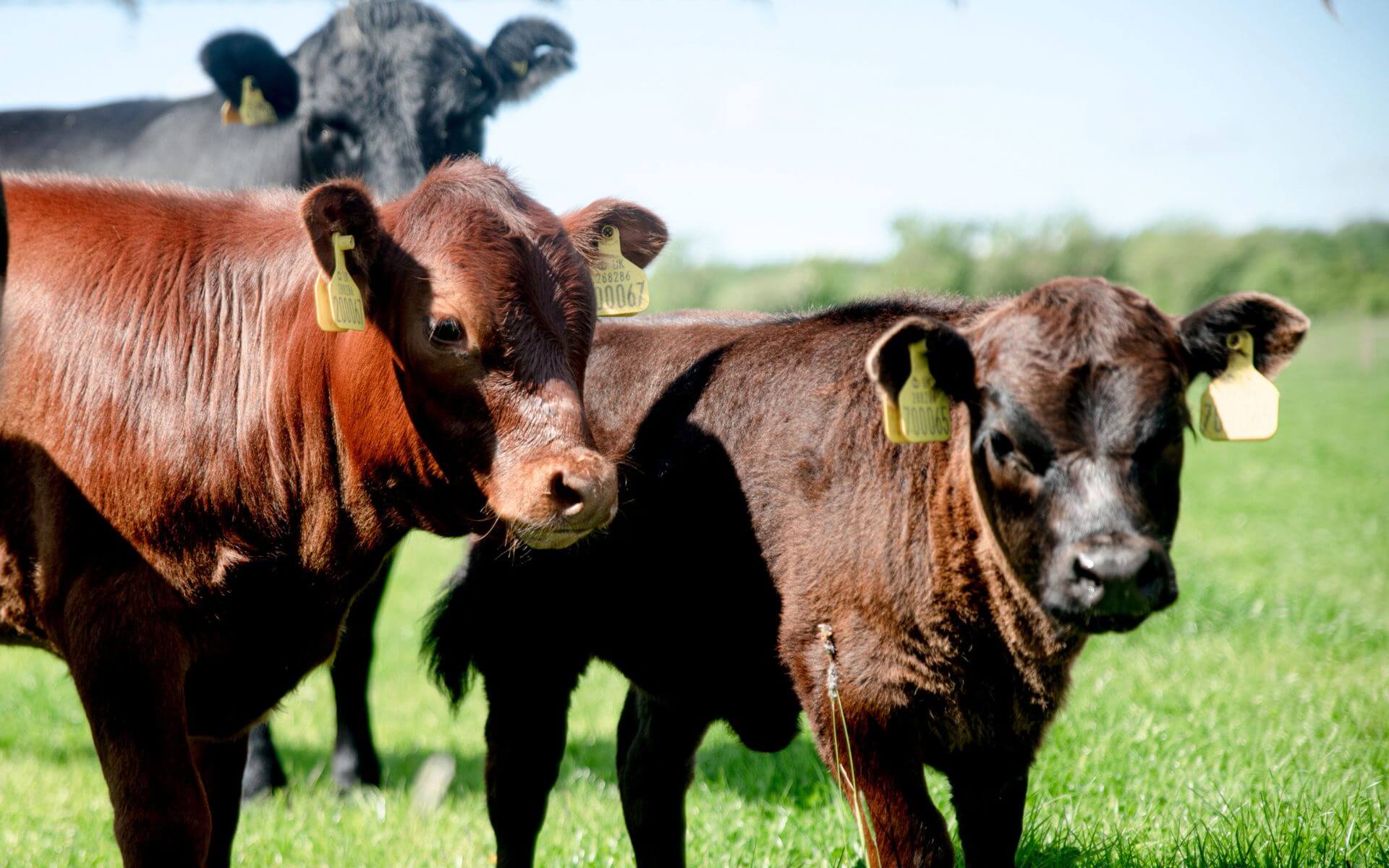 Rare Breed Dexter Cows - farm park days out in Buckinghamshire