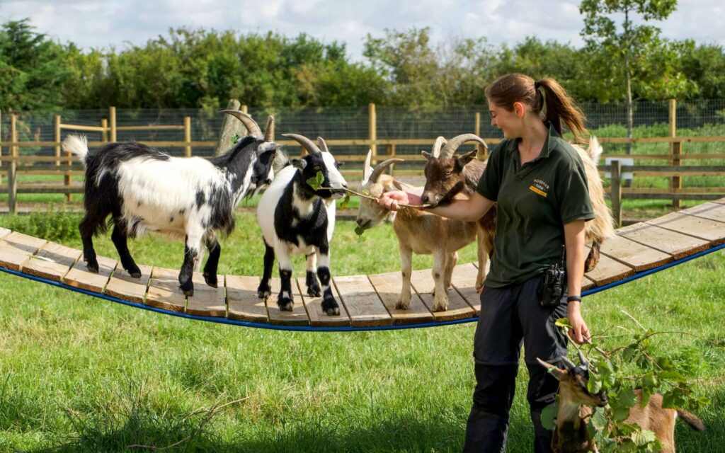 School visits at Hogshaw Farm - farm keeper feeds pygmy goats