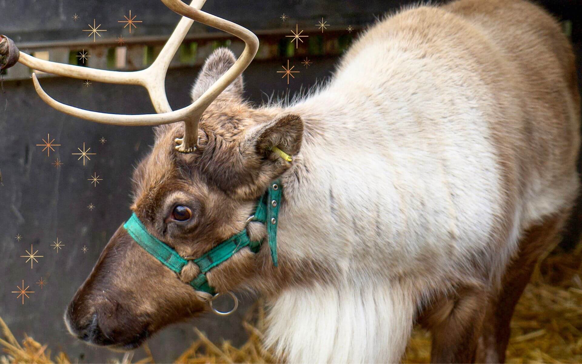 Christmas at the Farm - meet real reindeer