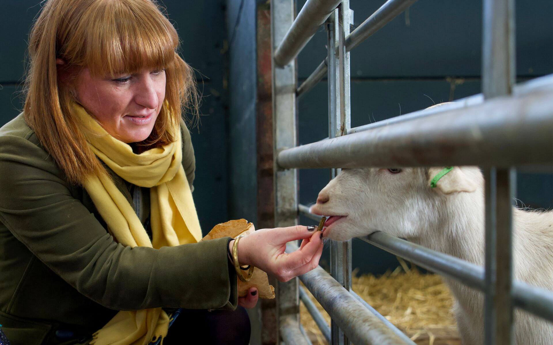 Meet rare breed animals with a farm park day out