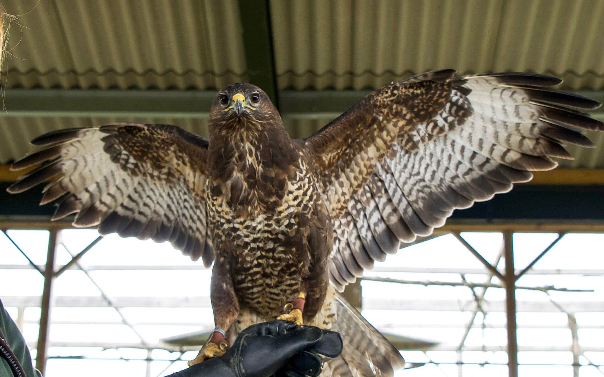 Birds of Prey Display at Hogshaw Farm park