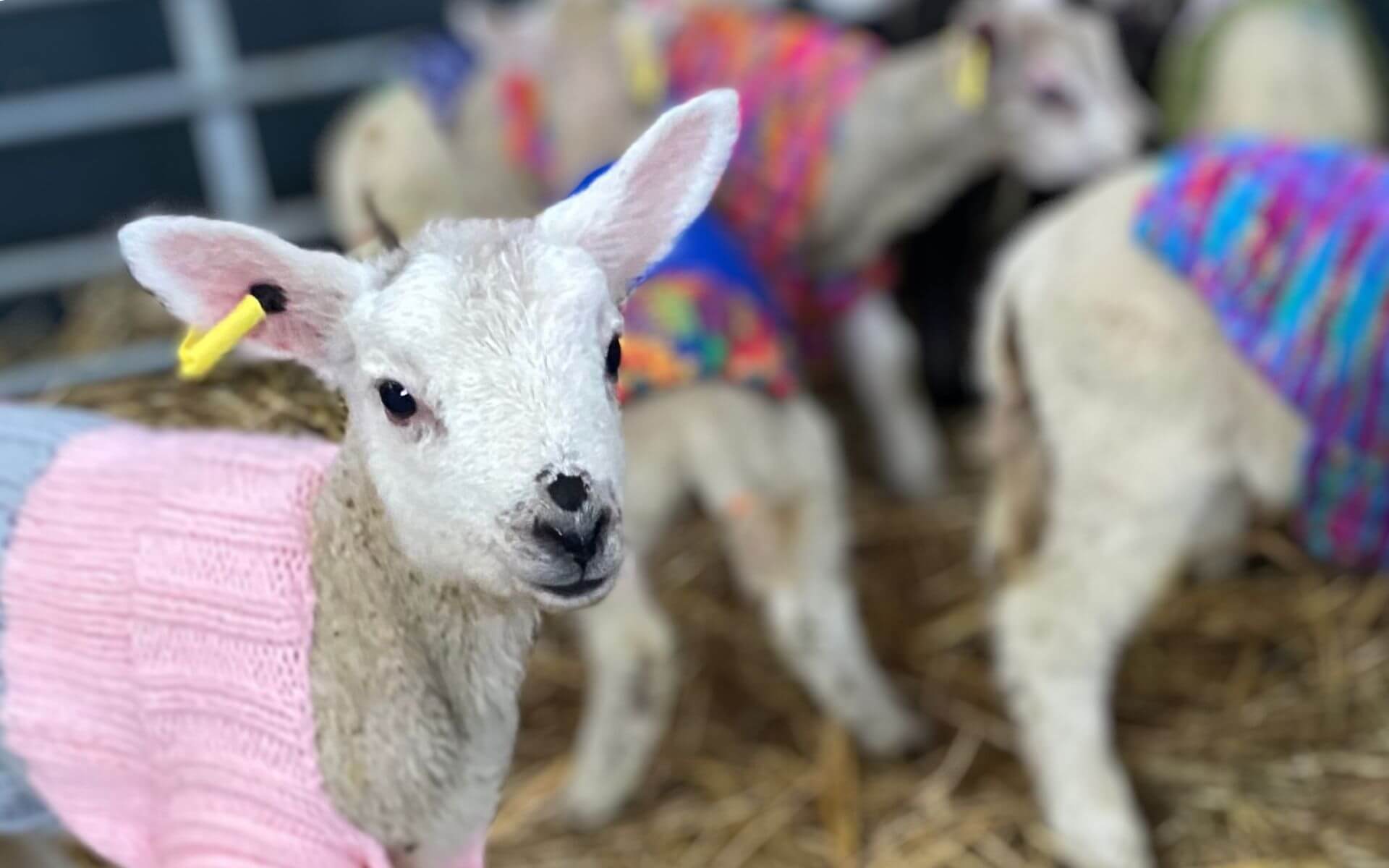 Spring on the Farm - lambing season at Hogshaw Farm