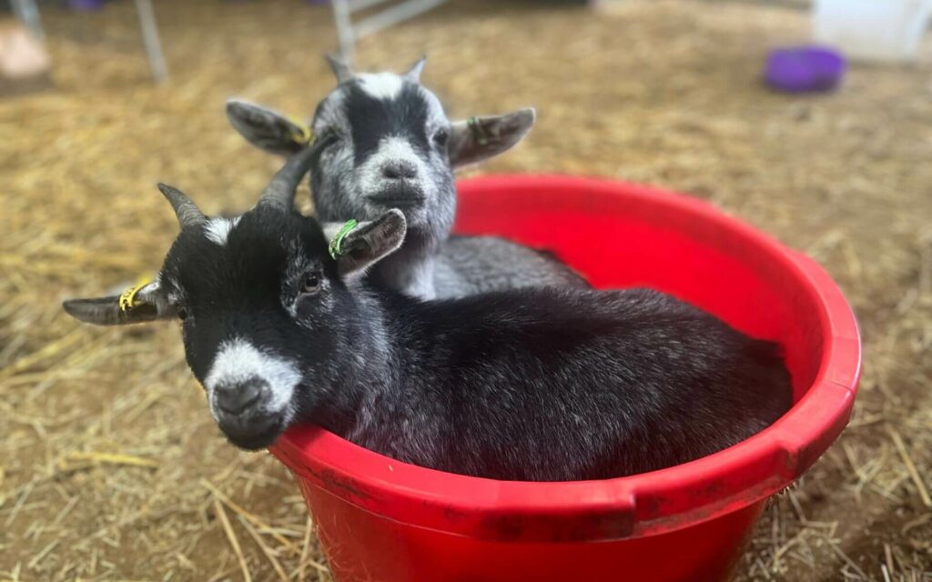 Gorgeous goat kids - meet farm animals in Bucks
