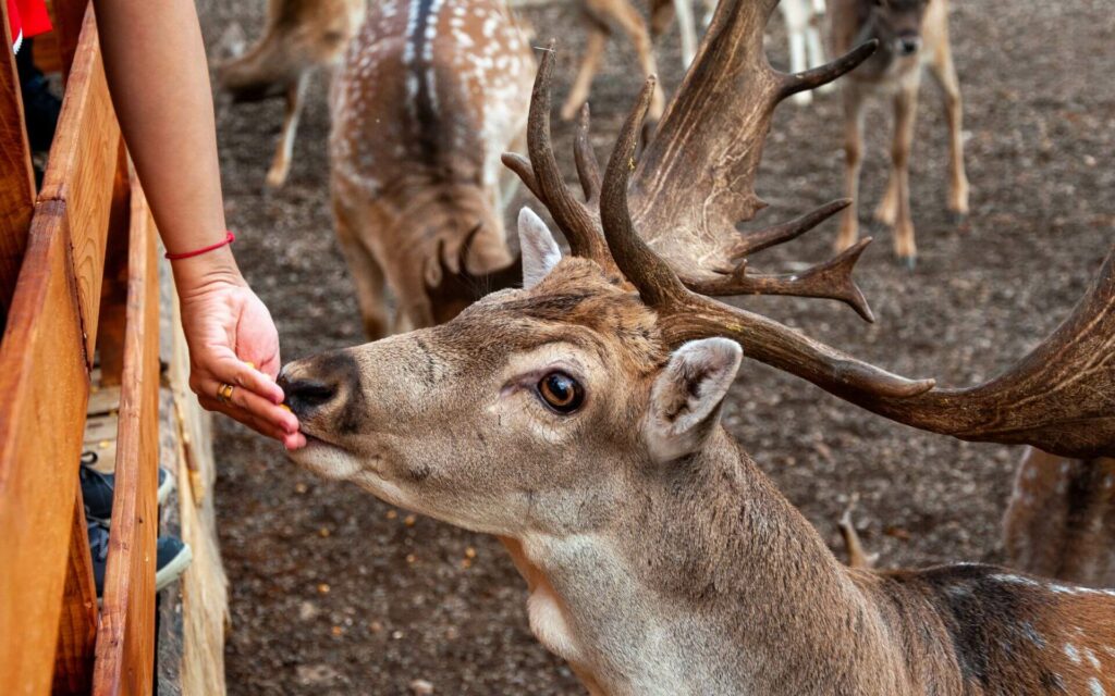 Deer park in Buckinghamshire