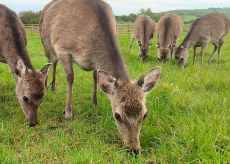 Deer Meadow at Hogshaw Farm