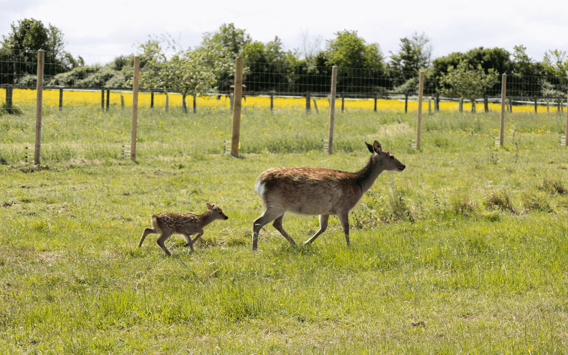 _Deer page header