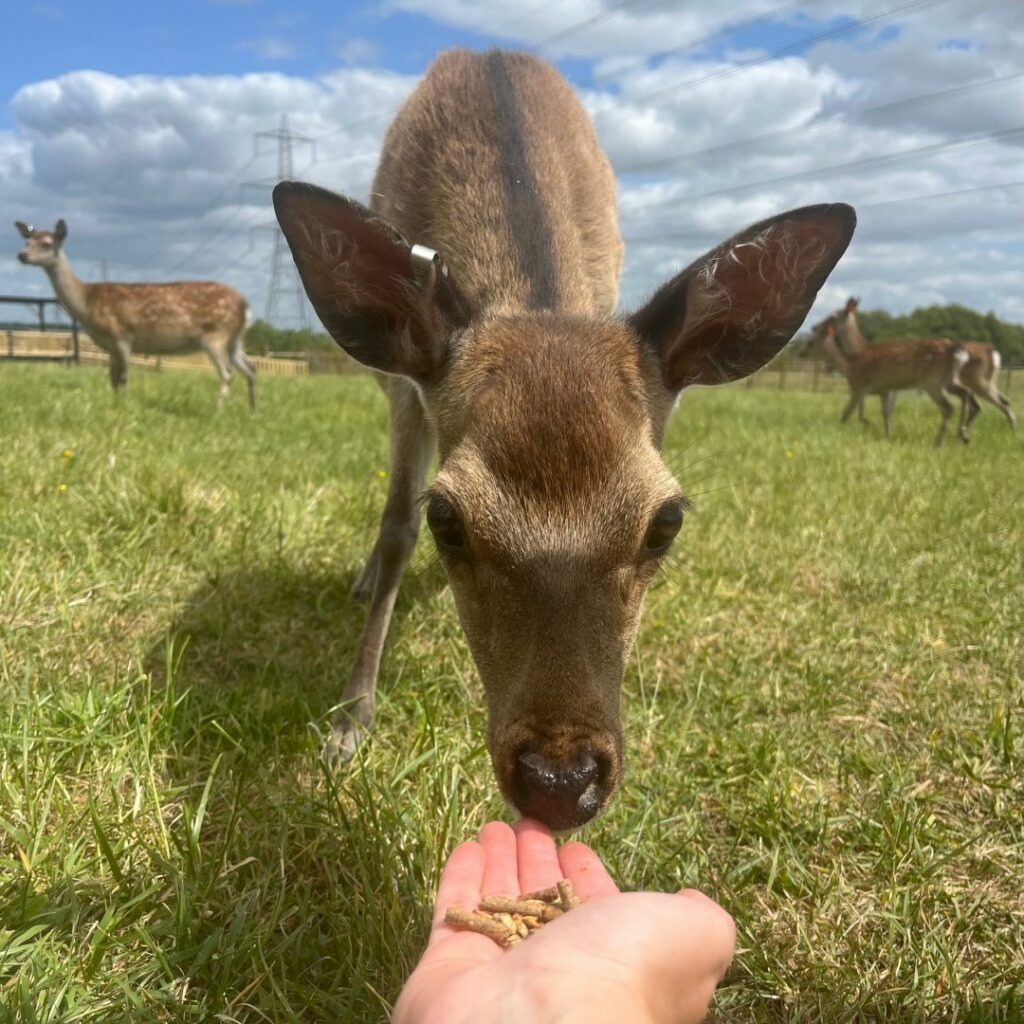 Deer feeding experience