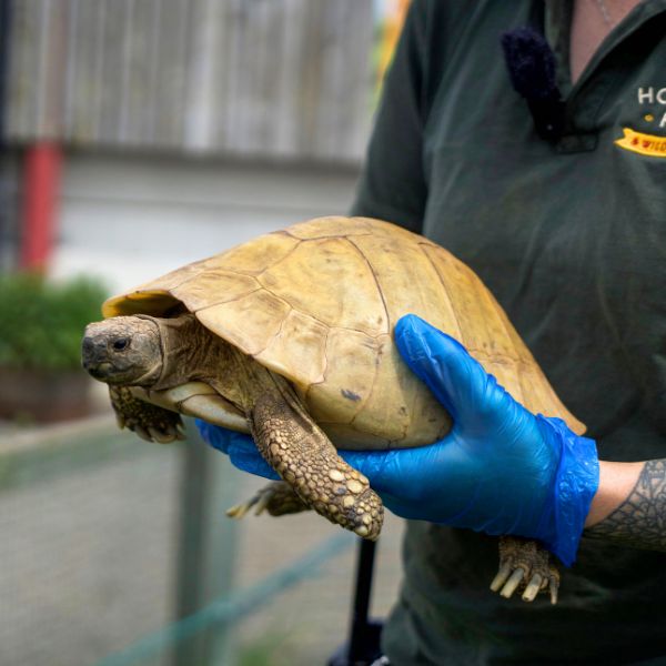 Tortoise Encounter