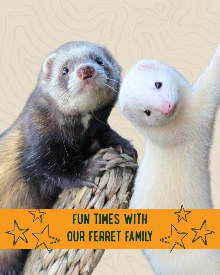 Ferret Experience in Bucks