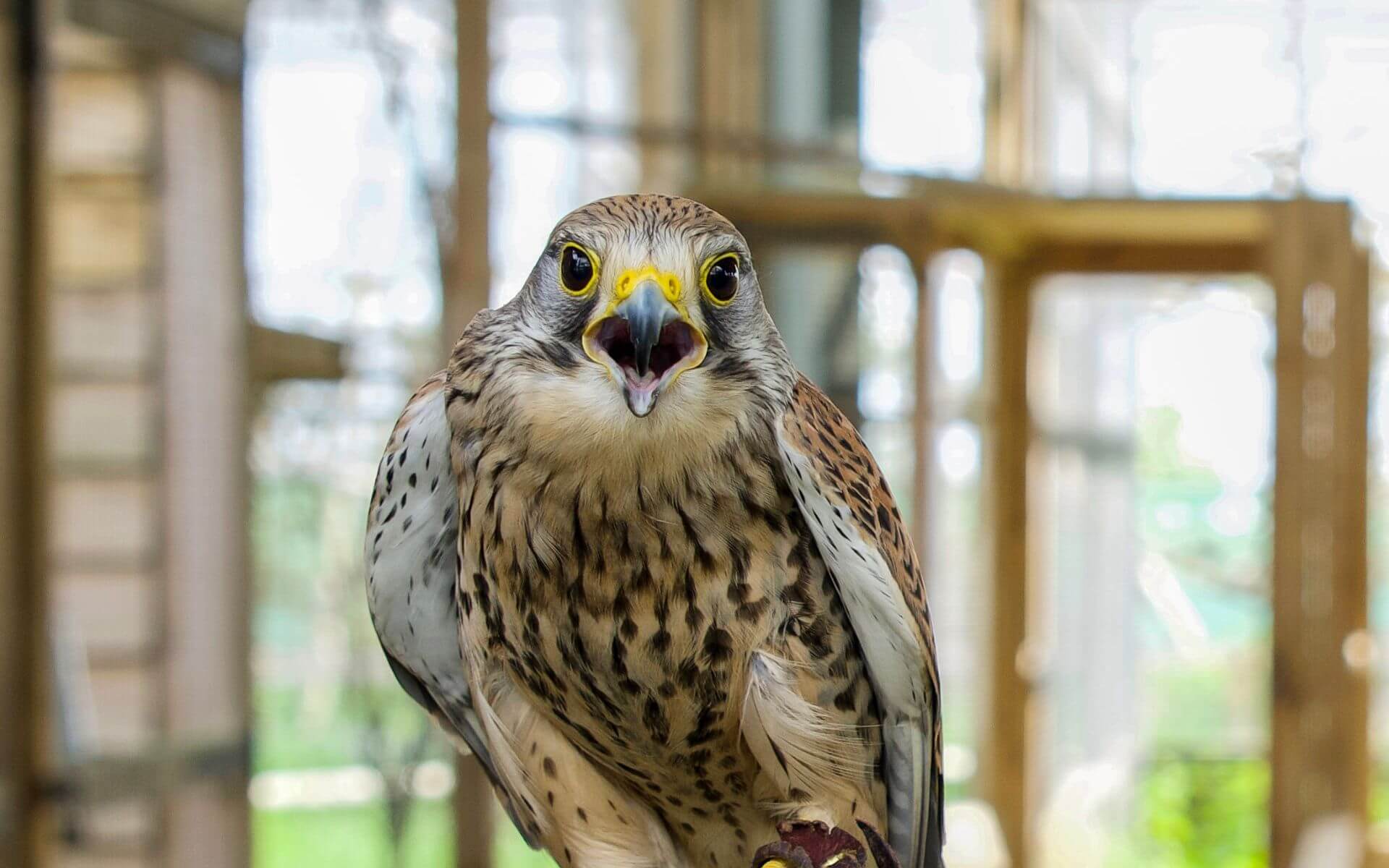 Flight of the kestrel - daily bird display in Bucks