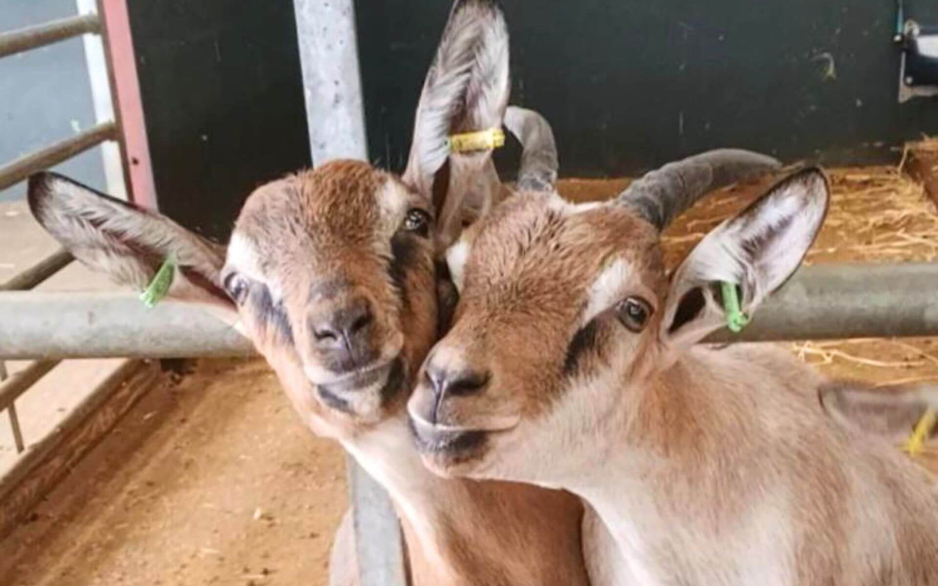 Farm park in Buckinghamshire
