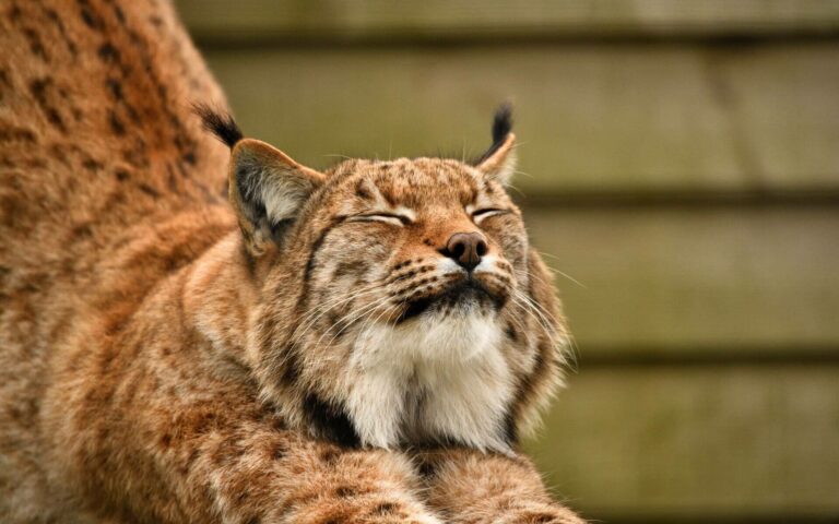 Wildlife park in Buckinghamshire