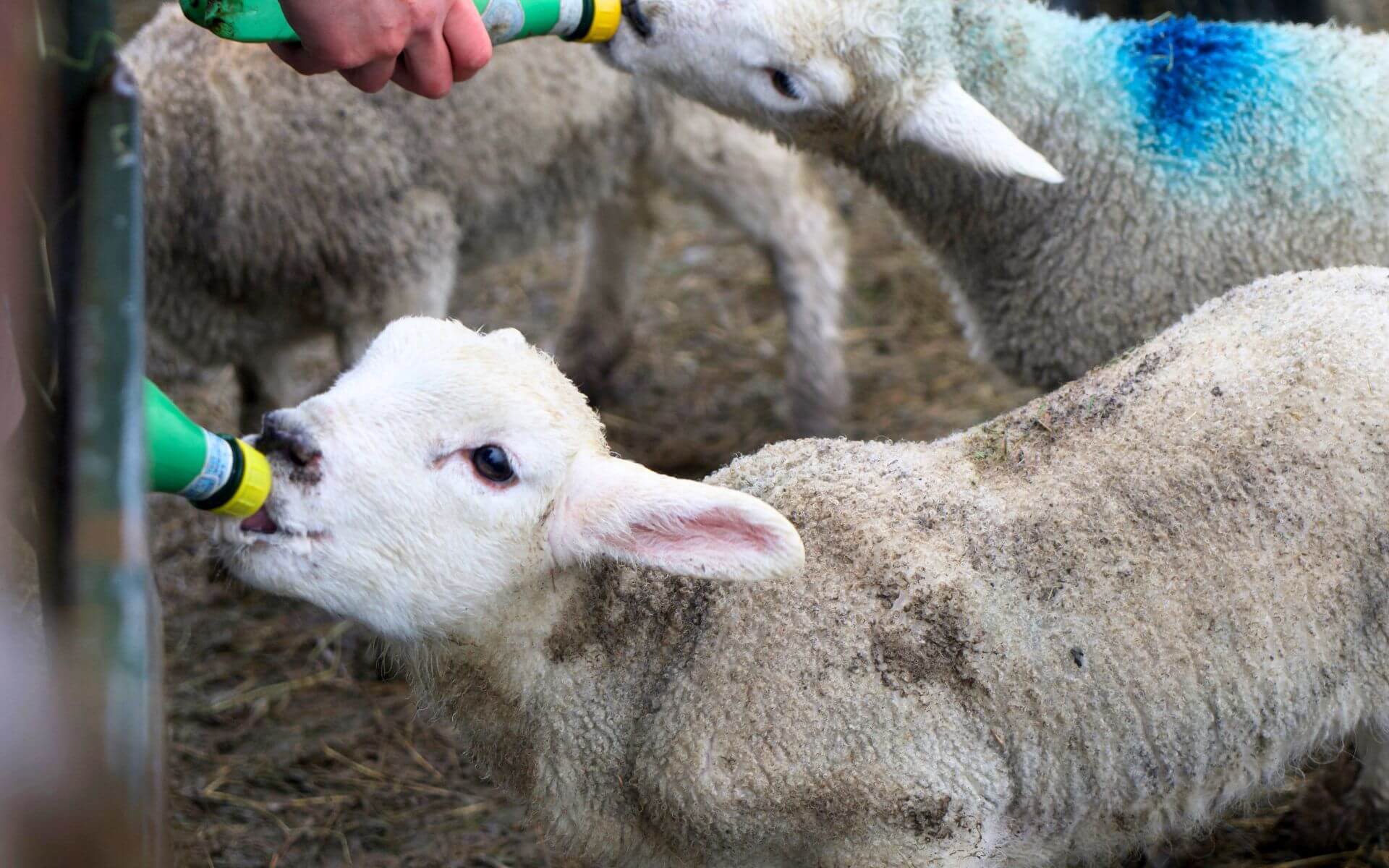 Spring on the farm 2026