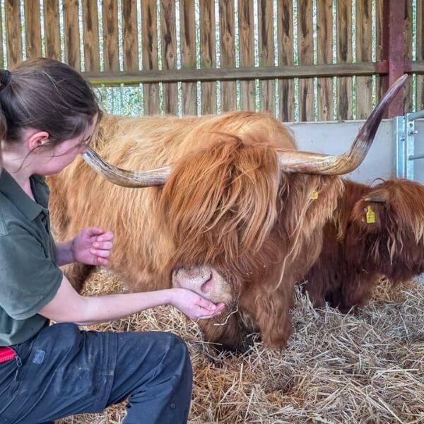 Highland Cow experience