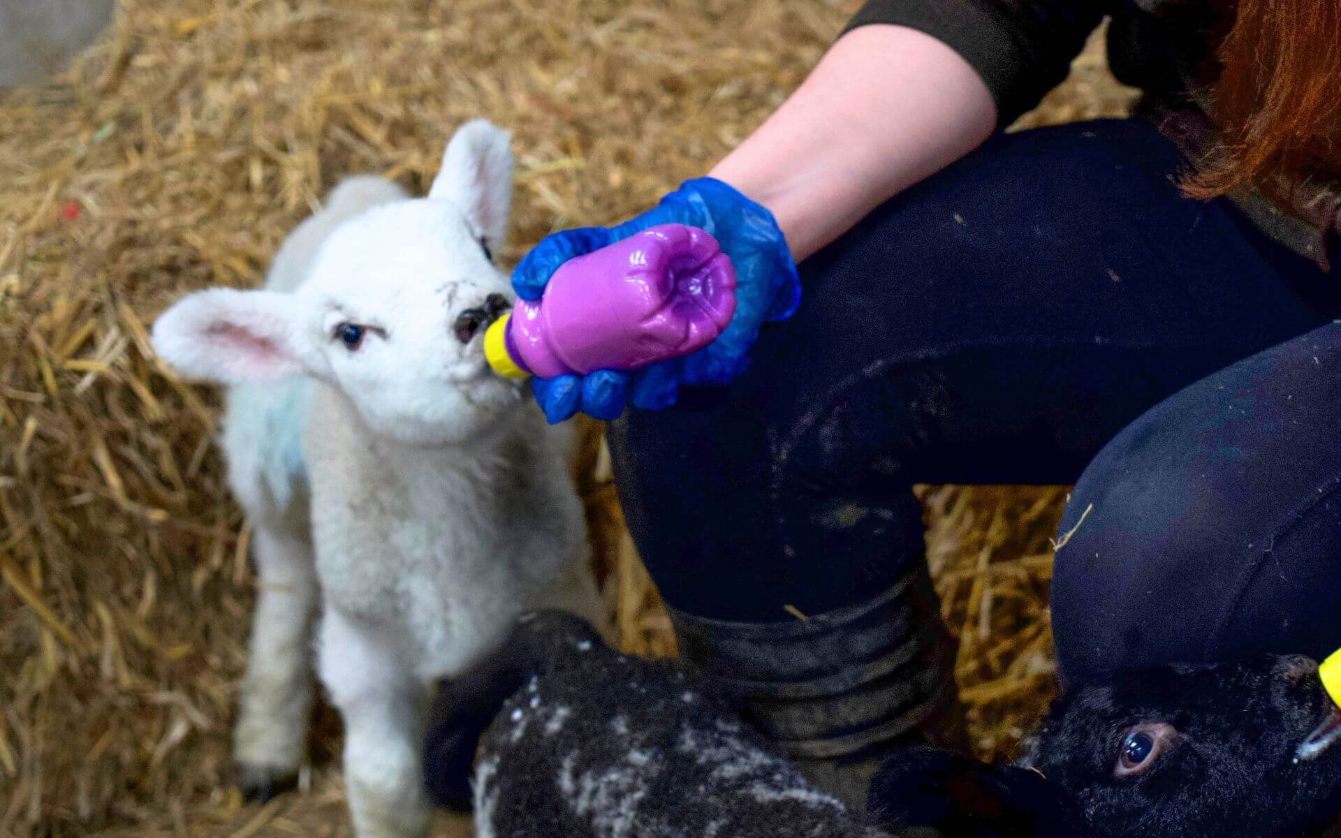 Lamb bottle feeding in Bucks