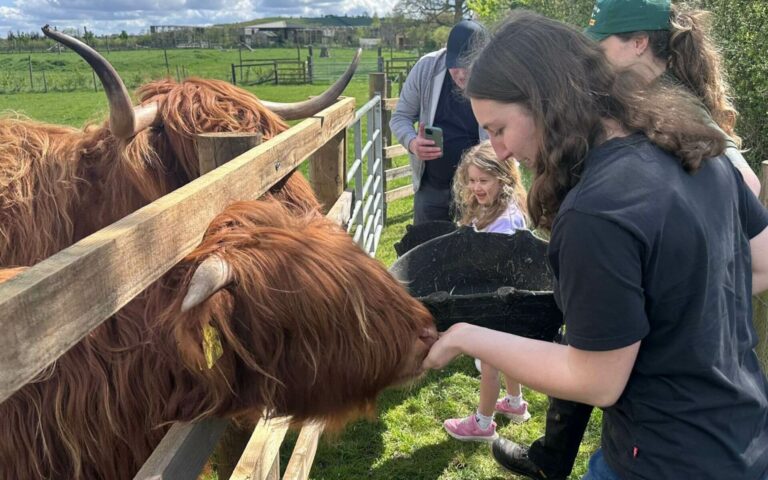 Highland Cow Experience in Buckinghamshire