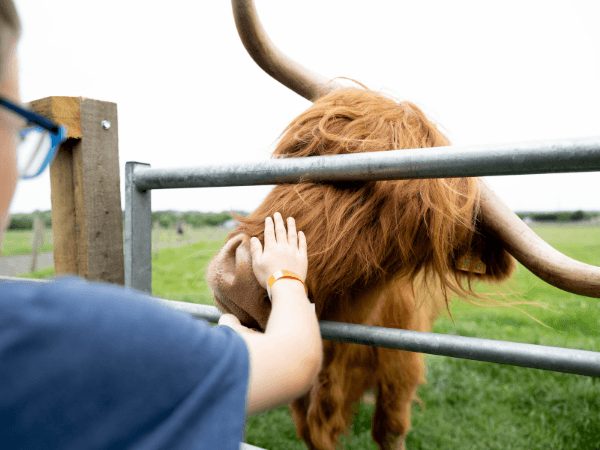Highland Cow Experience in Buckinghamshire